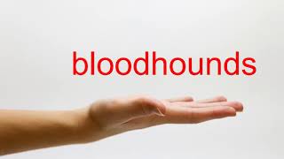 How to Pronounce bloodhounds - American English