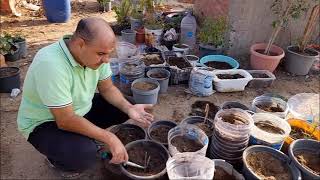 Rooftop cultivation, potato cultivation from home without costs Episode 6‏‏