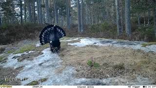 Capercaillie video from camera trap in Mykland, Norway