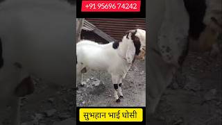 70 से 75 kg ka khubsurat ब्रिडर फोर सेल #zakigoatfarm#youtubeshorts#trendingshorts#viralshorts