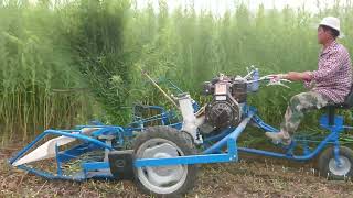 BCS reaper binder is harvesting willow in China