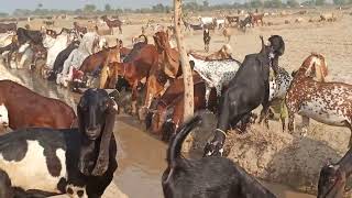 Finding water for goats during grazing Is a tough job