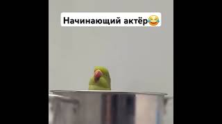 Когда ты актёр без оскара😂 #shorts #shortsvideo #birds #parrot #memes #animals #funny #pets #cute