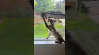 window cat fight! #bengalcat #cats