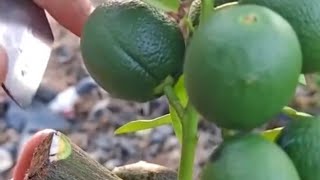 lemon grafting techniques#farming #lemon #fruitcutting