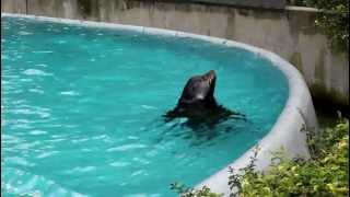 Sea lion performing at Bronx Zoo, New York (1)