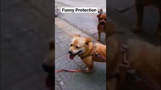 Funny Protection. #fun #fun #funnyvideo #amazing #dog #dogs #shorts #cute