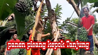 Panen pisang kepok tanjung @hhcchannel5659