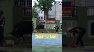 Sapi Kurban #shorts