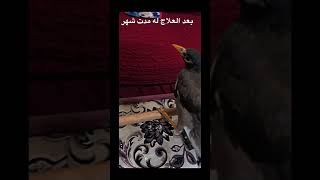 عملية انقاد طير مينه قبل وه بعد 💔💔