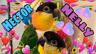 Nelly & Hector baby caiques grooming and cleaning each other cute birds who have bonded 💙💖