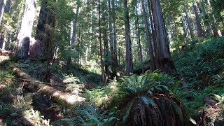 Cal Barrel Road Drive Through | Redwood National Park