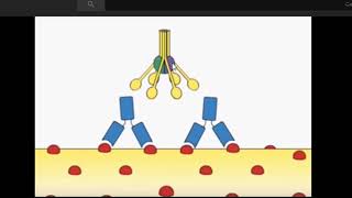 المناعة: شرح وترجمة. the complement system النظام المتمم