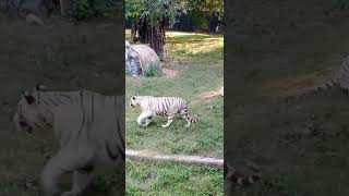 White Tiger/Hyderabad Zoo/Tiger Attacks #hyderabad