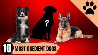 Top 10 Most Obedient Dogs