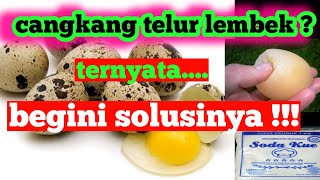 Cara mengatasi cangang telur lembek || how to deal with soft egg shells