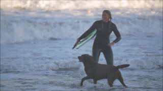 The Dogs of Land and Wave go Surfing...