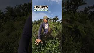 Calamansi farming Philippines| hindi pwedeng hindi ito mangyari , tuloy lang!