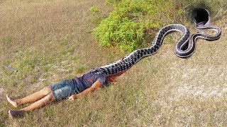 easy snake trap - build underground snake trap & chicken catch big snake in hole #snaketrap