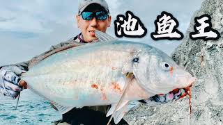 新西兰路亚海钓，岸抛小铁板，大池鱼王上岸！#鱼吕行Albert Fish On#Lure Fishing New Zealand Trevally On LYU Tungsten Micro Jig