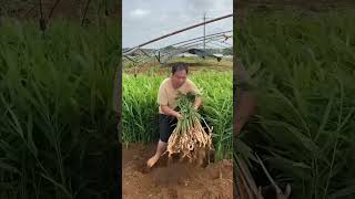 The secret method of ginger cultivation in china 🤯