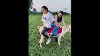 Two girls happily riding a miniature donkey. #donkey #donkeyriding #sheep #goatriding #Buffaloriding