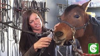 How to Become a Horse Trainer