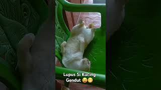 Lupus Si Kucing Gendut lagi Tidur 😆 #kucinggemuk #fypシ゚viral #foryou #animals