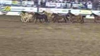 Reno Rodeo mares and colts