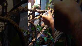 chameleon eating, high white translucent veiled