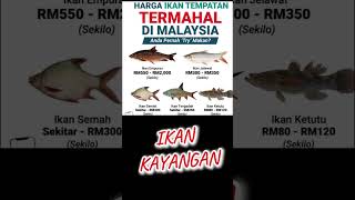 TOP 5 IKAN AIR TAWAR TERMAHAL DI MALAYSIA !!