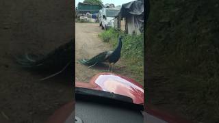 Pesky Peacock 🦚 #peacock #nature #farming