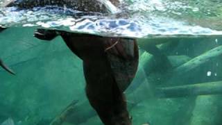 San Diego Zoo Otter