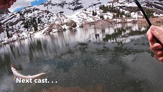 Utah Brook Trout and Grayling