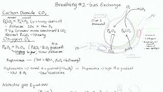 Pulmonary Gas Exchange 1 - O2 Uptake and CO2 Elimination 1