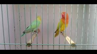 #lovebirds #shorts #video #viral #shortsvideo