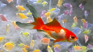 Can glofish tetras and goldfish live together? can goldfish and glofish tetra share the same tank?