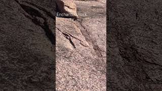 Young rattlesnake at Enchanted Rock State Park, TX 10/4/24