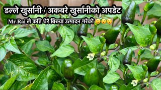 डल्ले खुर्सानीको अपडेट |Dalle Khursani | Chilli Plants Update | Backyard Gardening | Gardening