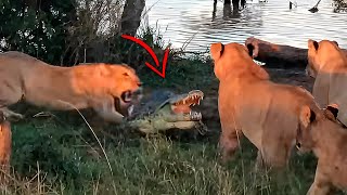 12 Times When Crocodiles Choose The Wrong Opponent