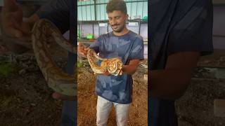 Snake park 🐍 || mini Ooty #youtubeshorts #miniooty