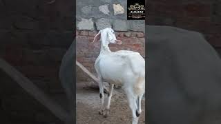 Goat Farming in Pakistan // Farming Business //