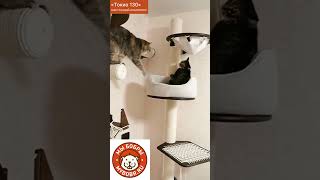 А как развлекаются ваши котики? Видео из нашего  дома Мы Бобры #котодром #cat#котка#котка #котэ#коты