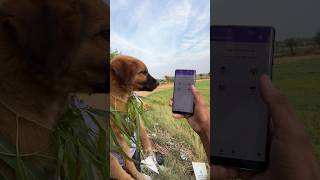 Dog Translator App Exposed #shorts #outofmindexperiment