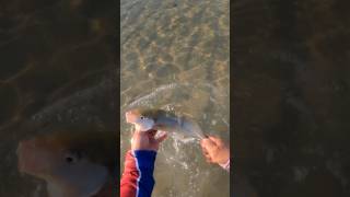 Catching Orange Spotted Trevally#shorts #shortvideo #shortsfeed #fishing #fish #fishingvideo #ofw