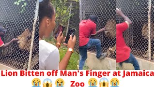 Lion Bitten off Man's Finger at Jamaica Zoo