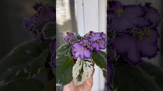 Фиалка ЛЕ-Галатея #africanviolets #violet #фіалка #senpolia