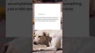 dog reacts to meme  1203