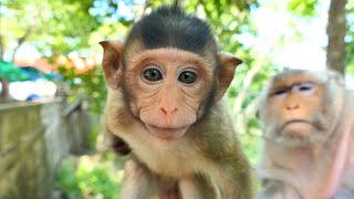 WOW!! Look at to face of tiny baby monkey Really beautiful🥰