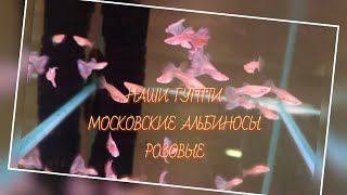 НАШИ ГУППИ МОСКОВСКИЕ АЛЬБИНОСЫ (РОЗОВЫЕ) / OUR GUPPIES ARE MOSCOW ALBINOS (PINK)